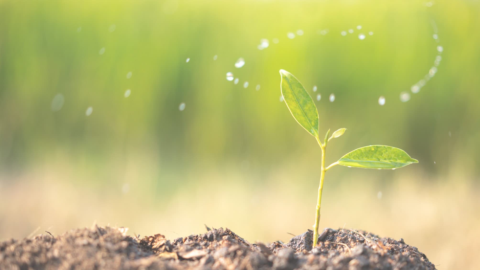 Hunyani Estate Special Economic Zone