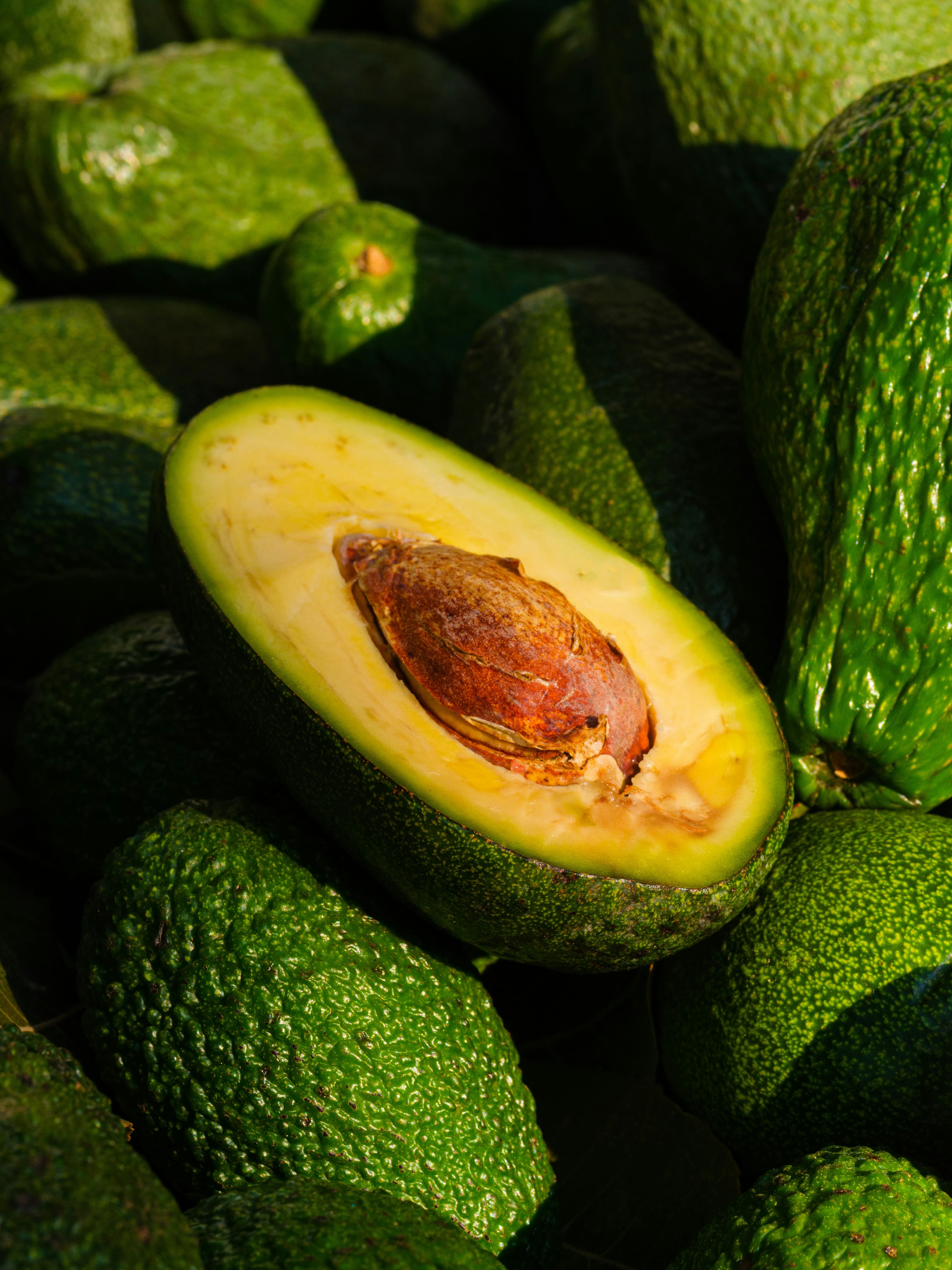 Avocado Export Estate