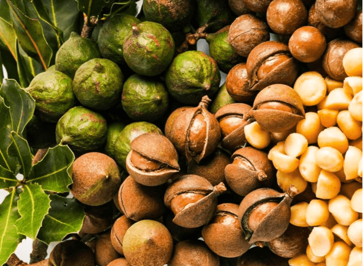 Macadamia Value Chain